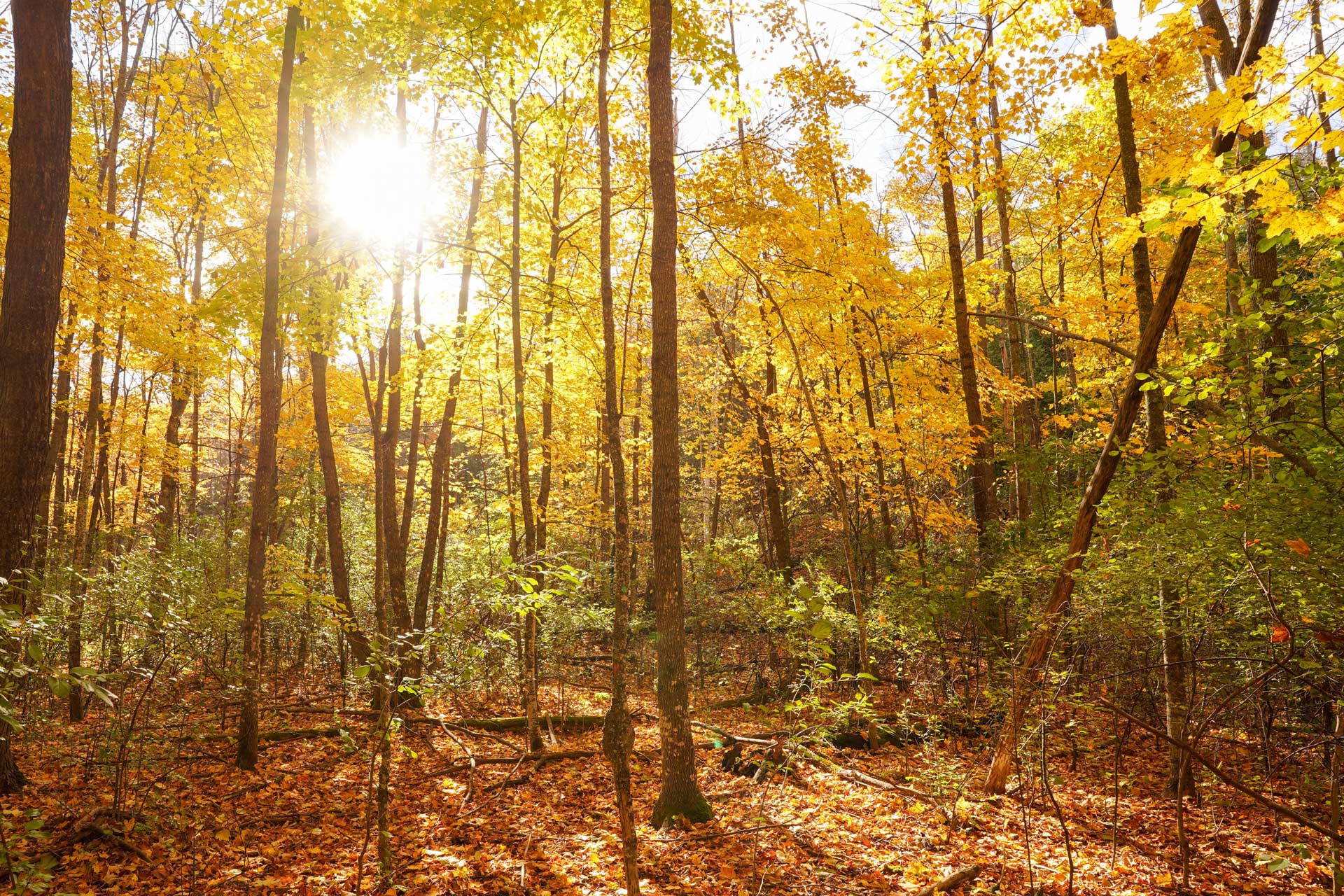 The sun shines through the trees in October fall colors in Door County