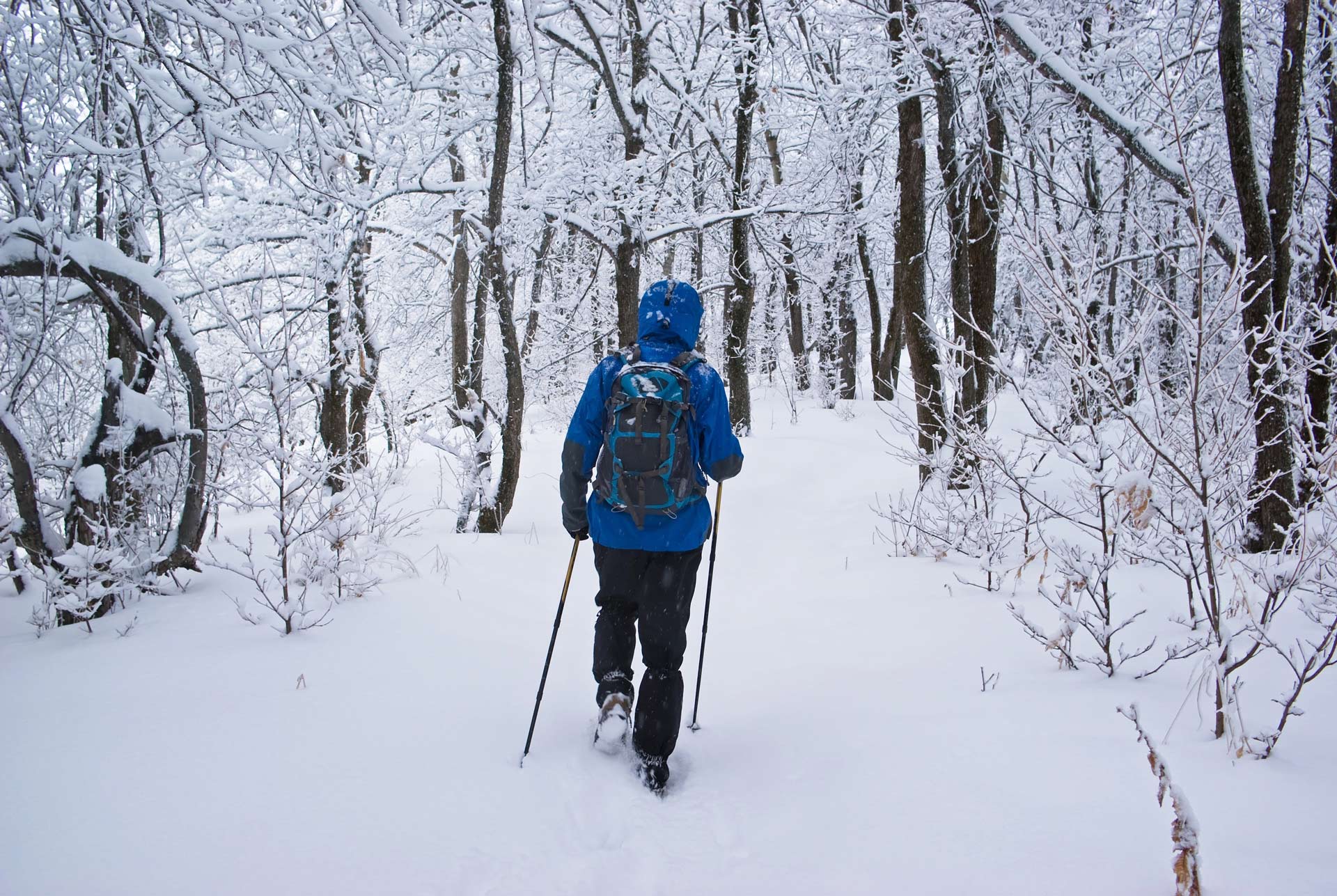 Winter snowshoeing trail through snowy forest at Peninsula State Park in Door County Wisconsin Title: Door County Winter Activities - Peninsula State Park