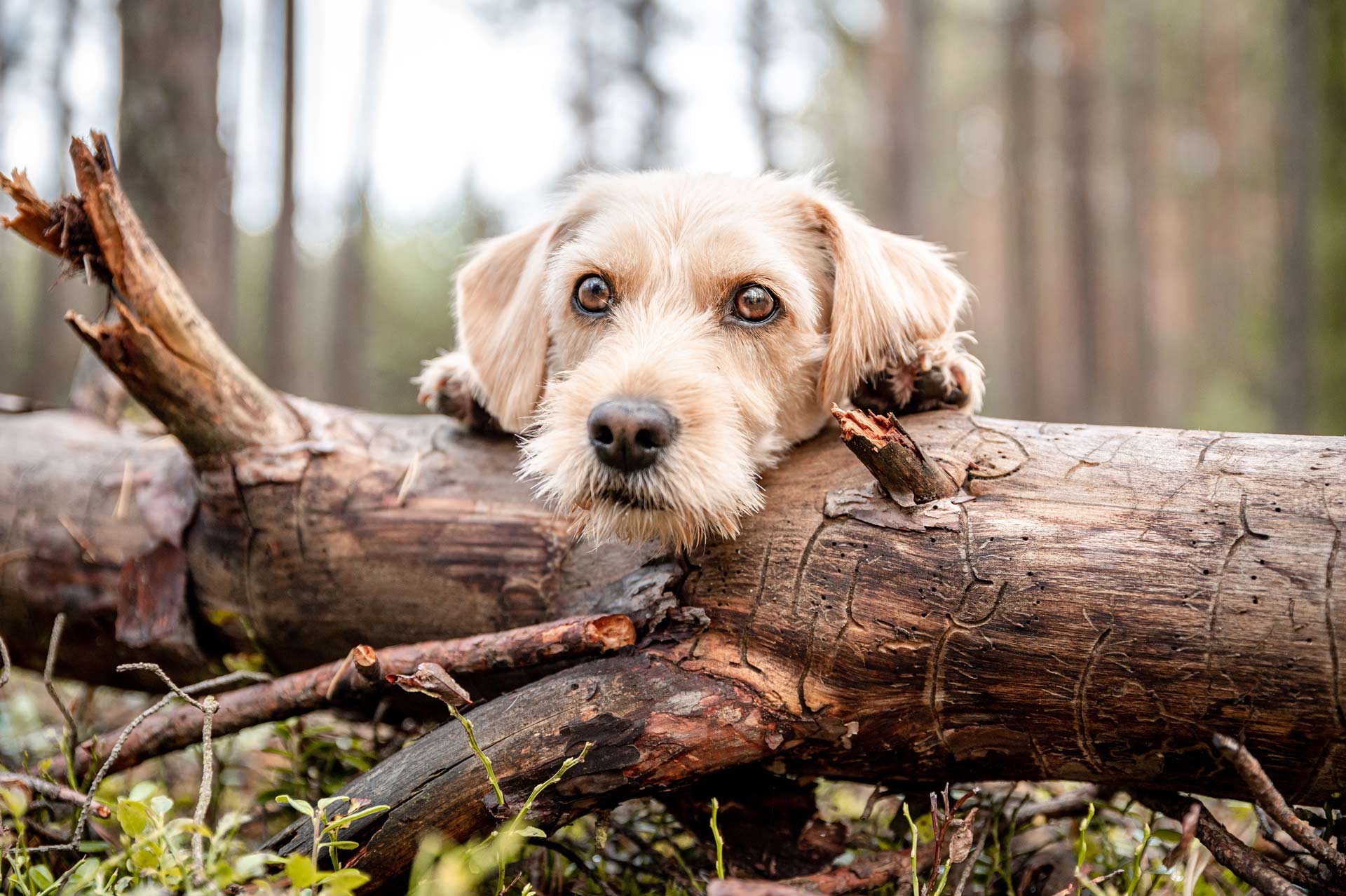 dog relaxing on a log in Peninsula State Park, near Julie's Park Cafe and Motel